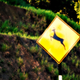 Image for article titled Five-Point Frenzy: When Deer Meets Car